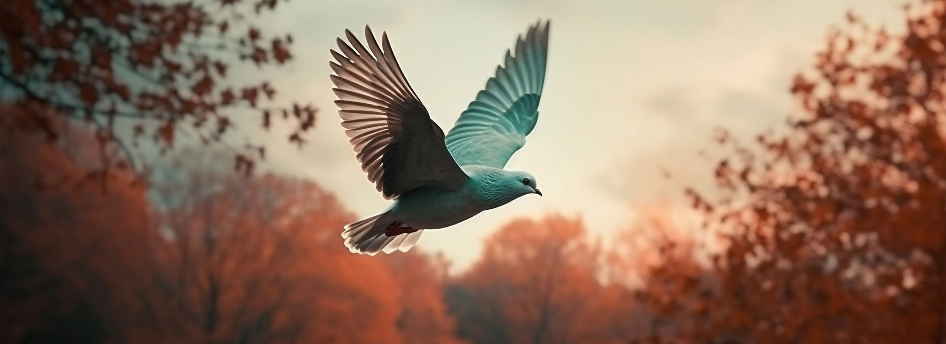 Welcome To Peace Nest Care Homes